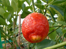 Citronnier lemon rosso d'occasion  Villemandeur