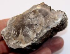 Polished fossil wood for sale  BECCLES