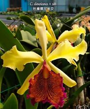 Cattleya dowiana sib for sale  SHREWSBURY