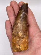 Large 11cm spinosaurus for sale  MAIDSTONE