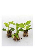 Jerusalem artichoke white for sale  NORTHWICH