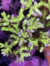 Corallo anacropora forbesi usato  Cornate d'Adda