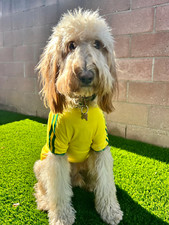 Usado, Brasil Roupa para Cachorro - Brasil Body for Dog comprar usado  Enviando para Brazil