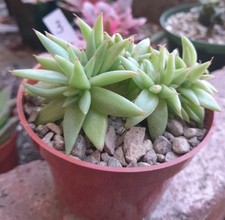 Echeveria agavoides crested for sale  La Mirada