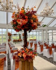 Hire stunning 60cm for sale Hire stunning 60cm for sale  OSWESTRY