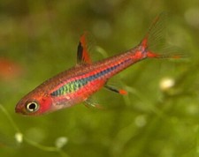 Pack chili brigittae for sale  Raymond