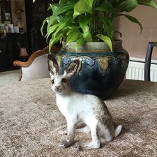 Winstanley arctic hare for sale  WEST WICKHAM