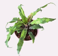 Cryptanthus moon river for sale  Floral City