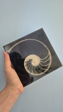 Inclusion coquillage annee d'occasion  Malaunay