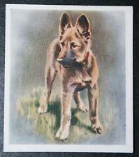 Alsatian german shepherd for sale  DERBY