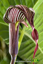 Arisaema fargesii cobra for sale  WREXHAM