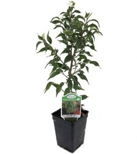 Weeping fig mini for sale  Wadsworth