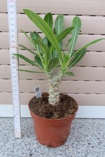 Pachypodium densiflorum 1 gebraucht kaufen  Rudolstadt