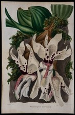 1843 orchidée stanhopea d'occasion  France
