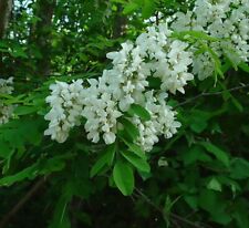 Black locust robinia for sale  Elko