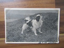 Old postcard photo for sale  LONDONDERRY