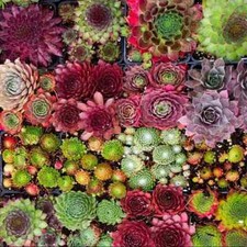 Sempervivum seeds mixed for sale Sempervivum seeds mixed for sale  TRURO