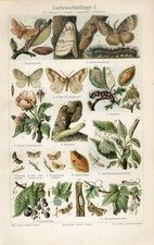 1895 MARIPOSA BORBOLETA JARDIM MARIPOSA CIGANA INSETOS DE CRÍQUETE LACAIO TRAÇA VESPA Impressão comprar usado  Enviando para Brazil