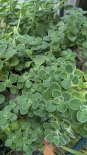 Plectranthus tomentosa vicks for sale  Charlotte