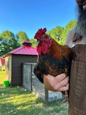 Fresh fertilized eggs for sale  Culleoka