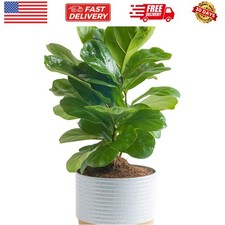 Little fiddle leaf for sale  New York