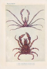 1907 spider crab for sale  BIDEFORD