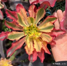 Imported phamton aeonium for sale  San Leandro