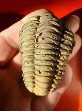 Trilobite ordovicien maroc d'occasion  Cuxac-d'Aude