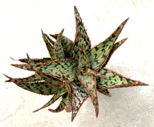 Aloe mauna kea for sale  San Marcos