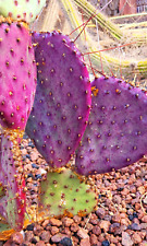 Usado, CHUMBERA TUNERA nopal Opuntia morada santa rita (frutos comestibles) 10 semillas comprar usado  Enviando para Brazil