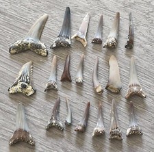 Lot belles dents d'occasion  Montargis