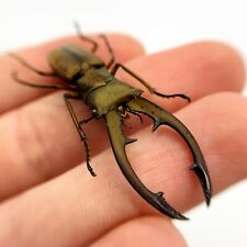 Longjaw beetle insect for sale  EXMOUTH