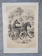Zebras antique print for sale Zebras antique print for sale  STAFFORD