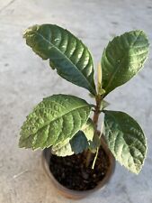 Loquat tree seedling for sale  Baldwin Park