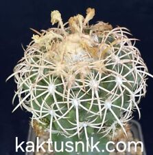 Discocactus petr halferi usato  Spedire a Italy