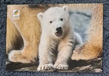 Tier karte eisbär gebraucht kaufen  Hamburg