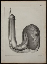 1839 planche anatomie d'occasion  France