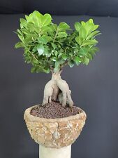 Ficus ginseng usato  Torchiarolo