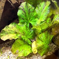 Green tiger lotus for sale  LONDON