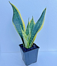 Snake indoor plant for sale  NOTTINGHAM