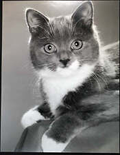 Vintage animali cucciolo usato  Roma