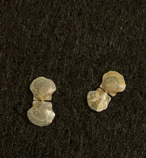 Similipecten nanus verrill for sale  Boise
