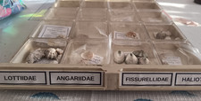 coquillage rare d'occasion coquillage rare d'occasion Monistrol-sur-Loire