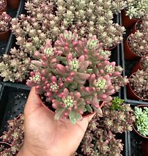 Sedum rubrotinctum aurora for sale  Garden Grove