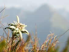 Alpen edelweiß leontopodium gebraucht kaufen  Schwabach