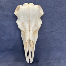 European skull mount for sale  Merrill