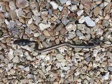 tractor front linkage for sale tractor front linkage for sale GLOUCESTER
