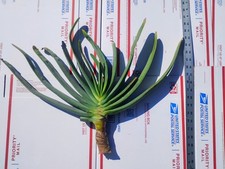Fan aloe plicatilis for sale  Ventura