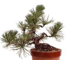 Bonsai pinus sylvestris gebraucht kaufen  Heinsberg