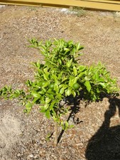 Potted key lime for sale  Brunswick